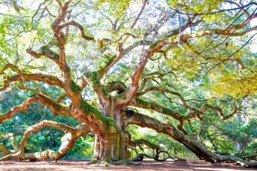 angel-oak-1024x683_opt