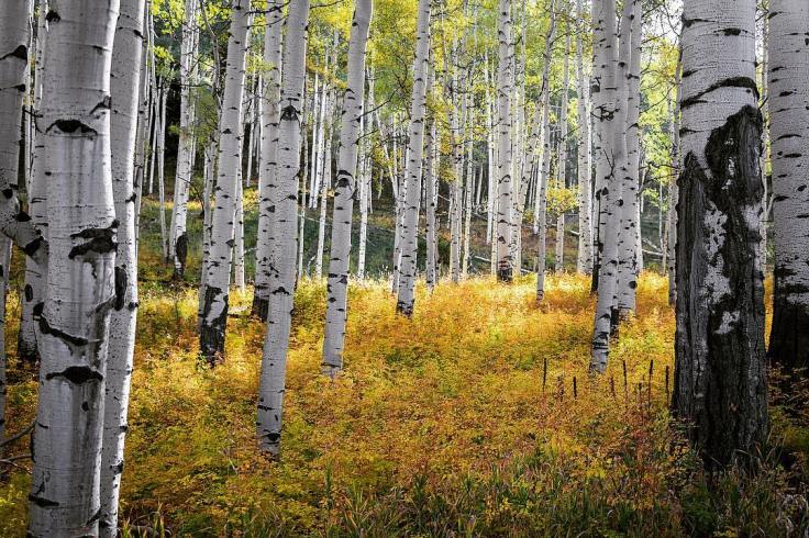 23456546_10105140238342978_8592242884311605938_o