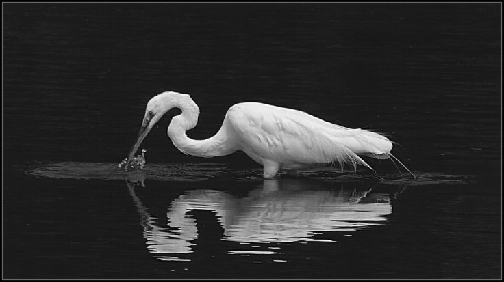 14676104699_e1a7665789_b