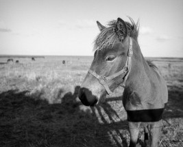 42170825255_6e5e2883b9